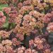 Rozchodnik 'Orange Xenox' (Sedum telephium)